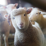 SHEEP (AUSTRALIA)