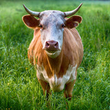 COW (AFRICA)
